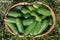 Freshness picked organic cucumbers in wicker basket standing on green grass