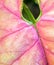 Freshness Pink color on leaf of syngonium podophyllum