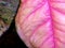 Freshness Pink color on leaf of syngonium podophyllum