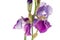 Freshness purple iris