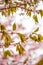 Freshness of Spring, cherry blossom branches with white delicate flowers and blurry background