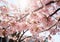 Freshness of springtime cherry blossom tree in full bloom generated by AI