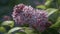 Freshness of summer blooms in a close up of purple lilac flowers generated by AI