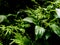 Freshness tropical leaves surface in dark tone as rife forest background