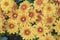 Freshness yellow chrysanthemum floral with droplets