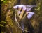 Freshwater angelfish, very popular fish in aquaculture, tropical fish from the amazon basin