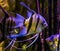 Freshwater angelfishes swimming in the water, closeup of angelfish, popular pets in aquaculture, tropical fish from the amazon