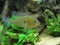 Freshwater Aquarium with Chichlids