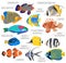 Freshwater aquarium fish breeds icon set flat style isolated on