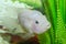 Freshwater aquarium fish, Cichlasoma severum, cichlid. Fish in the aquarium