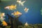 Freshwater aquarium fish, goldfish from Asia in aquarium