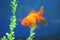 Freshwater aquarium fish, goldfish from Asia in aquarium