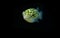 Freshwater aquarium fish - Spotted green pufferfish