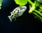 Freshwater aquarium fish - Spotted green pufferfish