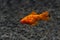 Freshwater aquarium fish. Xiphophorus. Red Swordtail. Bright orange color. Blurred dark background. Black spots