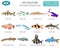 Freshwater aquarium fishes breeds icon set flat style isolated o