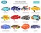 Freshwater aquarium fishes breeds icon set flat style o