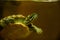 Freshwater aquarium turtle in pet shop