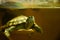 Freshwater aquarium turtle in pet shop