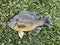 Freshwater Bluegill on a green grass background