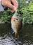 Freshwater Bluegill held up by a Fisherman