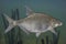 Freshwater bream fish isolated on natural underwater background