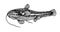 Freshwater catfish, commercial river fish, delicious seafood, engraving, sketch, for logo or emblem