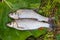 Freshwater common bream and European chub fish on natural background..