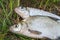 Freshwater common bream and white bream or silver bream fish on