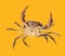 Freshwater crab isolated on yellow background