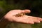 A freshwater crab lying on a man`s palm. Closeup shot