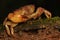 A freshwater crab resting on a rock overgrown with moss.