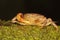 A freshwater crab resting on a rock overgrown with moss.