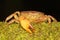 A freshwater crab resting on a rock overgrown with moss.