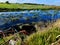 Freshwater Creek System in Agricultural Farmland, Limestone Coast