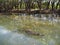 Freshwater Crocodile, Australia