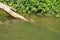 Freshwater crocodile in the Barron River