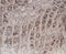 Freshwater crocodile belly skin texture background.