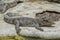 Freshwater crocodile on the floor cement