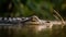 freshwater crocodile in a forest environment