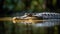 freshwater crocodile in a forest environment