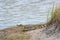 Freshwater crocodile lounging on a sandy shoreline next to a body of water with lush grass.