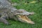 Freshwater crocodile opened its mouth