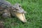 Freshwater crocodile opened its mouth