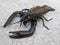 Freshwater crustaceans, black crayfish on the ground, dark lobster animal