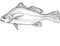 Freshwater drum or Aplodinotus grunniens Fish Cartoon Drawing
