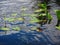 Freshwater emergent aquatic plants arrowhead sagittaria species