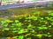 Freshwater emergent aquatic plants arrowhead sagittaria species