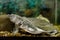Freshwater exotic Chinese softshell turtle