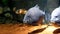 Freshwater fish Black Pacu swimming slowly in aquarium